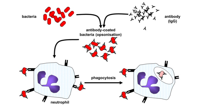 <p>Opsonisation is an antibody function, what is it ?</p>