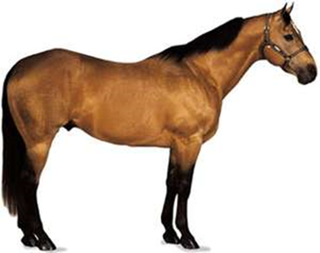 <ul><li><p>excels in sprinting short distances</p></li><li><p>name came from its ability to outdistance other horse breeds in races of a quarter mile or less</p></li></ul><p></p>