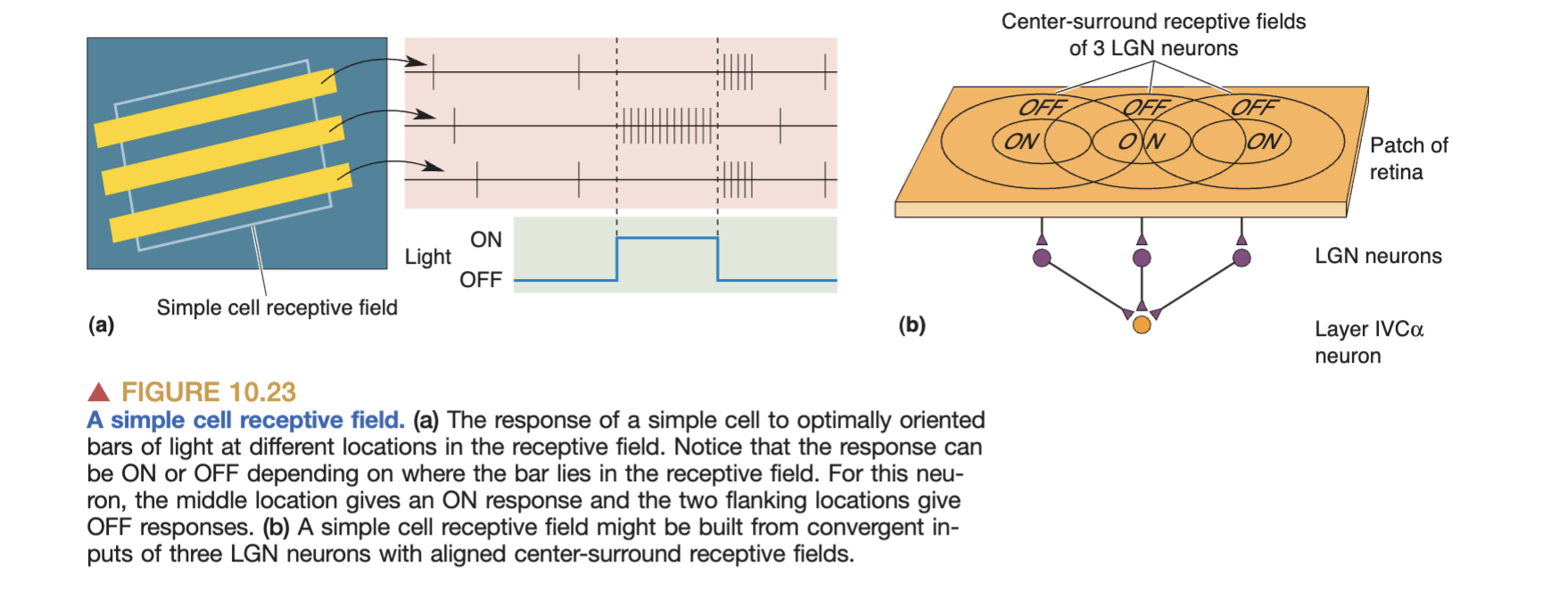 <ul><li><p>it is thought to receive inputs from a set of neurons each of which has a circular center surround organization </p></li><li><p>with centers of the input neurons receptive fields being aligned vertically</p></li></ul><p></p>