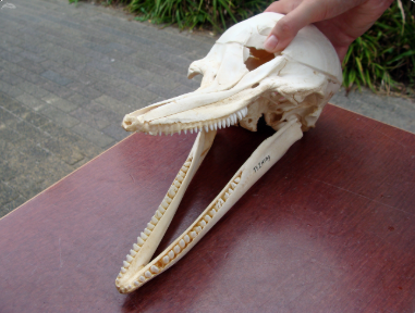 <p><u>Skull</u>: Telescoped skull (rostra elongated and tapered anteriorly while nostrils are moved dorsally); allows them to breathe more easily while swimming</p>