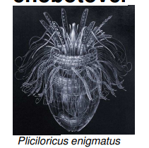 <p>Spinoloricus sp.</p><p>Pliciloricus enigmatus</p><p>Nanaloricus mysticus:</p>