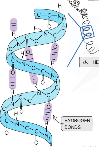 <p>hydrogen bonds every fourth peptide bond - oxygen and hydrogen)</p>