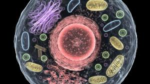 <p>How can substances move in and out of cells?</p>