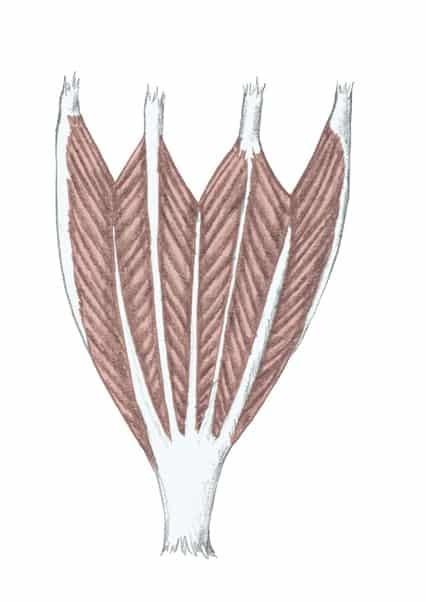 <p>what muscle design is this?</p>