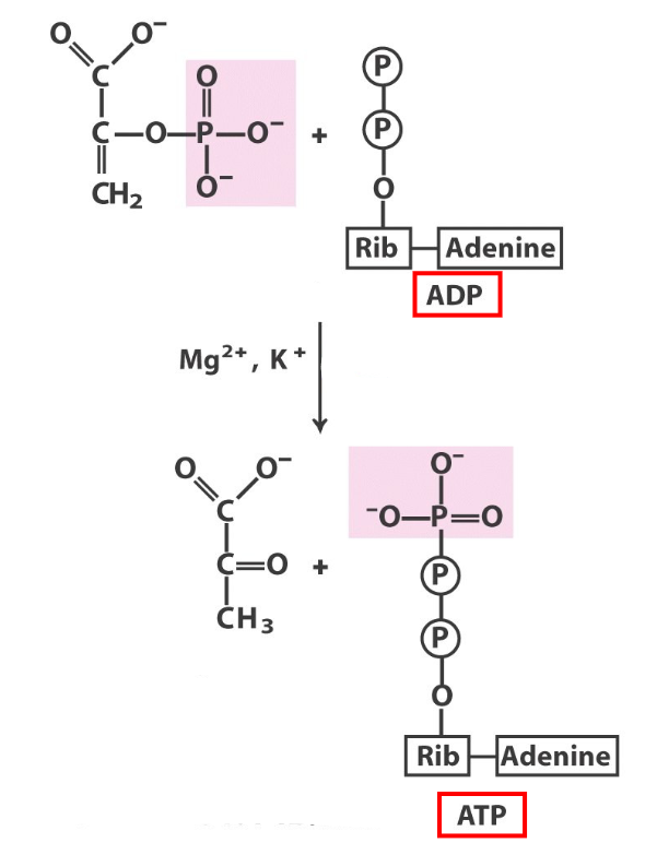 <p>what step in glycolysis, what react/prod</p>