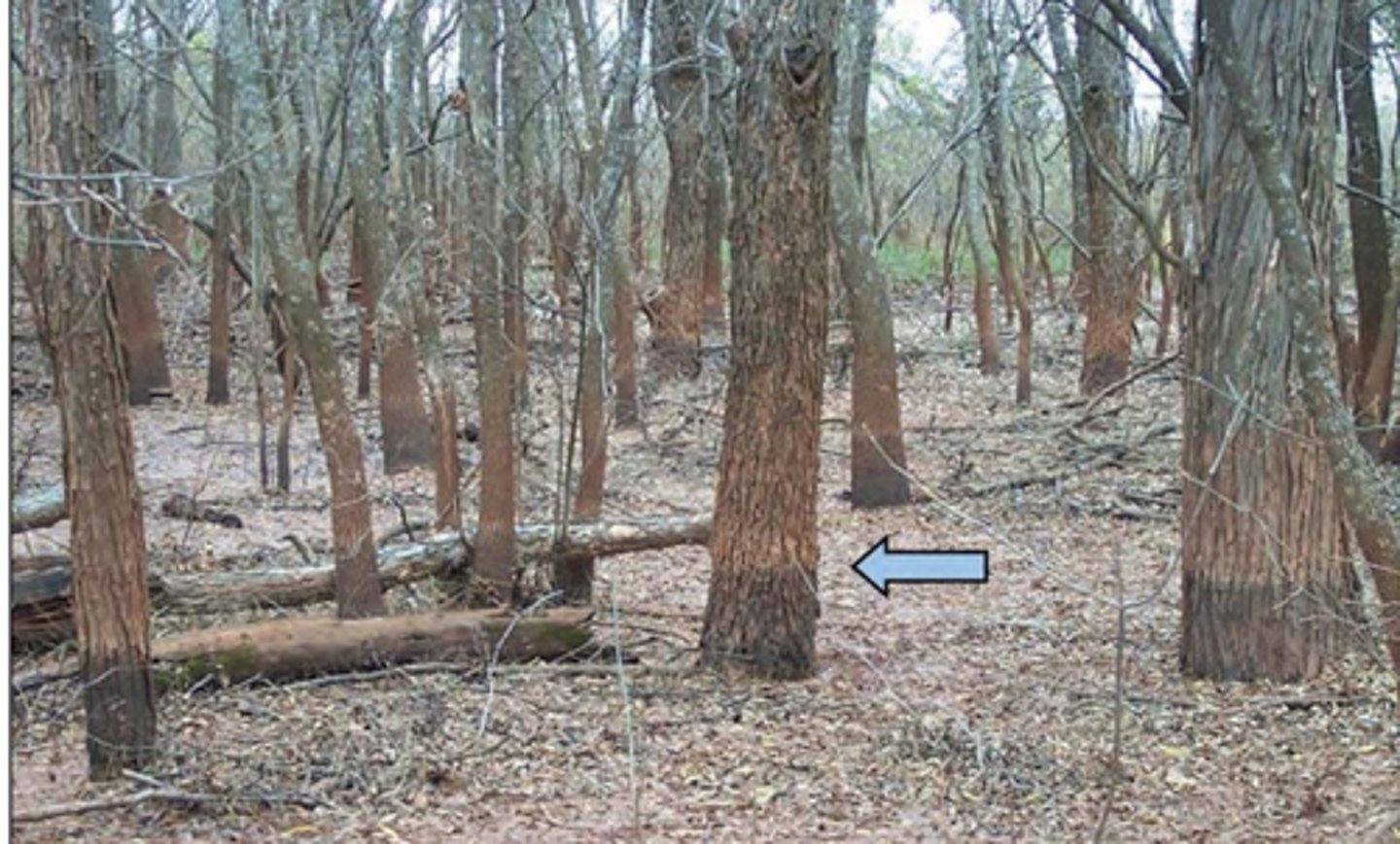<p>light and dark colored areas in seasonally flooded wetland</p>