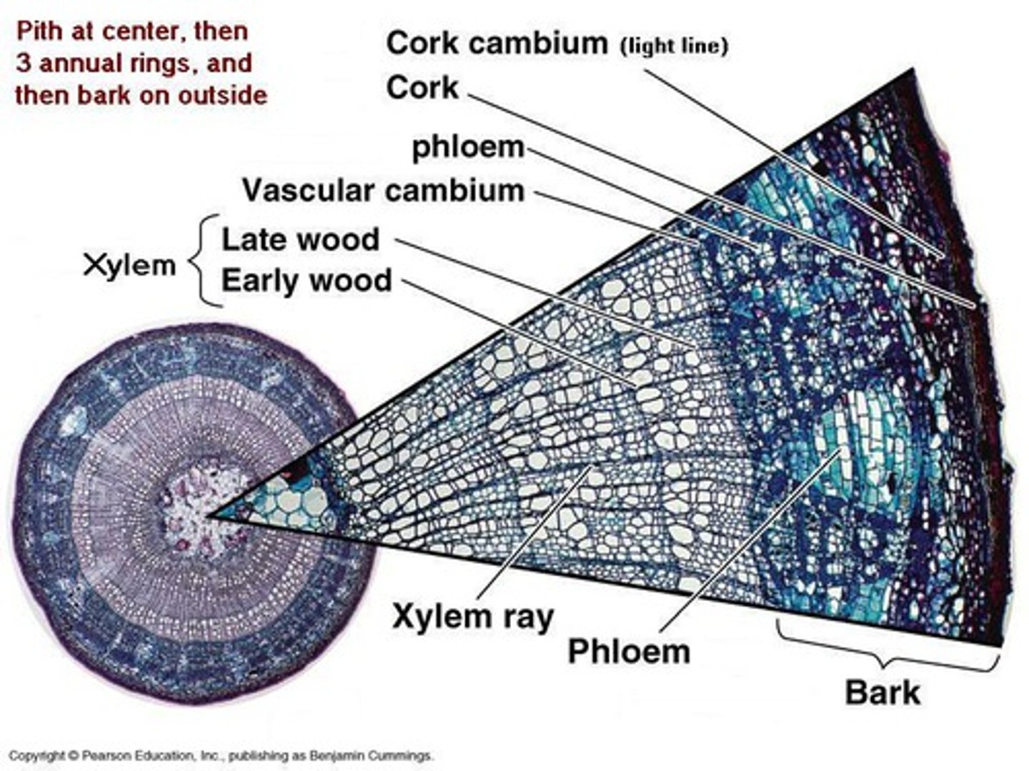 <p>the pattern of plant growth in which stems increase in width</p>