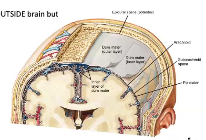 <p>outermost, toughest layer of the meninges</p>