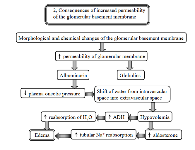 <p>Disorder of glomeruli - increased permeability of glomerular membrane. </p><p><strong>morphological + chemical changes of the membrane → increased permeability:</strong></p><ol><li><p><strong>albuminuria + globulins </strong>- allows albumin to leak into urine</p></li><li><p><strong>decreased plasma oncotic pressure</strong> - albumin is lost in urine, thus the blood looses its ability to hold onto water → decrease in pressure. </p></li><li><p><strong>Edema</strong> - due to shift of water from intravascular to extravascular space → hypovolemia, body responds with aldosterone secretion for sodium reabsoprtion + ADH for water → Edema.</p></li></ol><p></p>