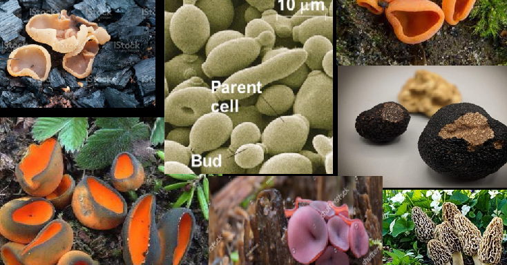 <p>have cup-like structures that produce 8 spores</p>