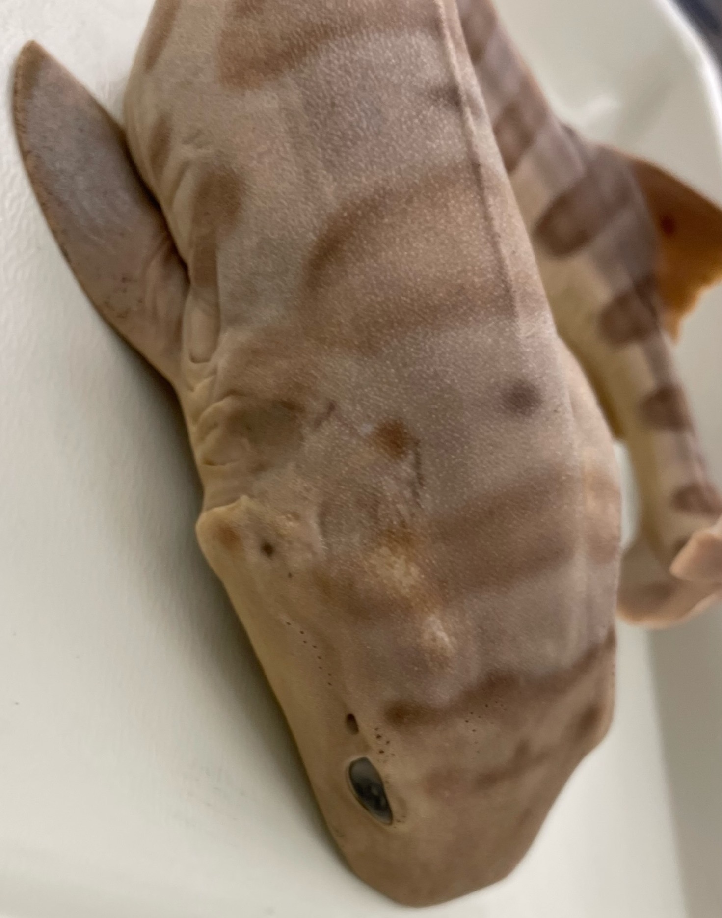 <p>&gt;</p><p>phylum</p><p>subphylum</p><p>superclass</p><p>class</p><p>subclass</p><p>subdivision</p><p>order</p>