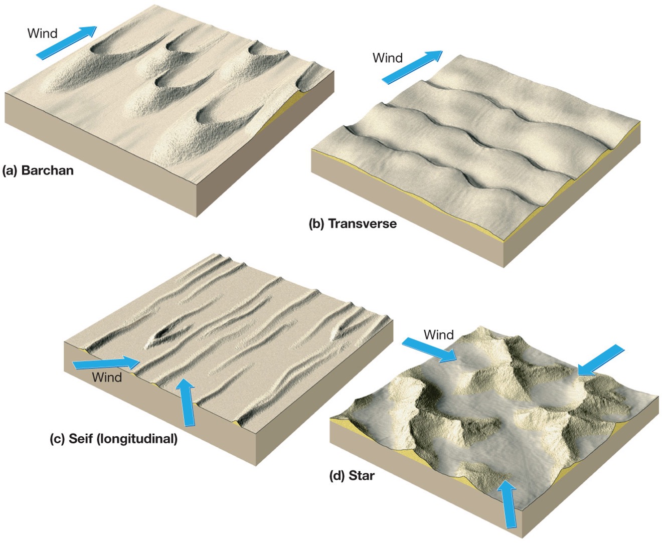 <p>what are the several types of dunes?</p>