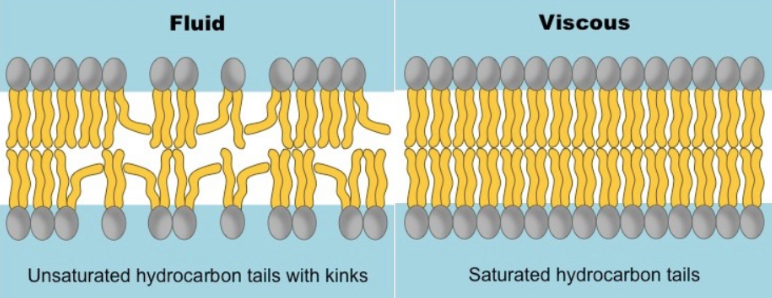 <ul><li><p>temperature - increase in temperature → increase in fluidity as KE of tails increases</p></li><li><p>no. of double bonds in fatty acids - increase in double bonds → increase in fluidity</p></li><li><p>amount of cholesterol - decrease in cholesterol → increase in fluidity</p></li></ul><p></p>