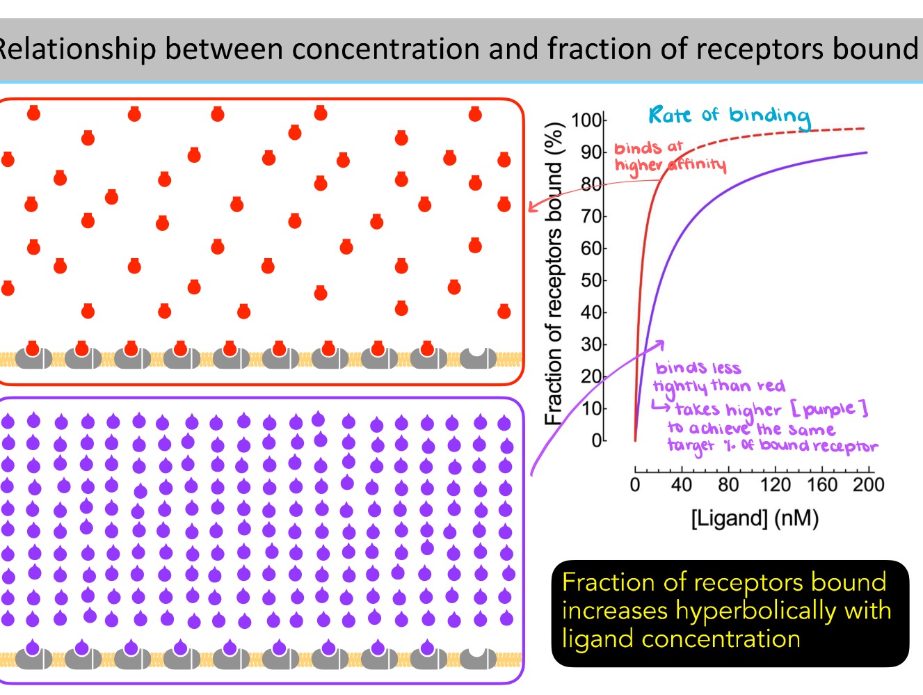 <p>Fraction of the receptors bound increases ——- with ligand concentration. </p>