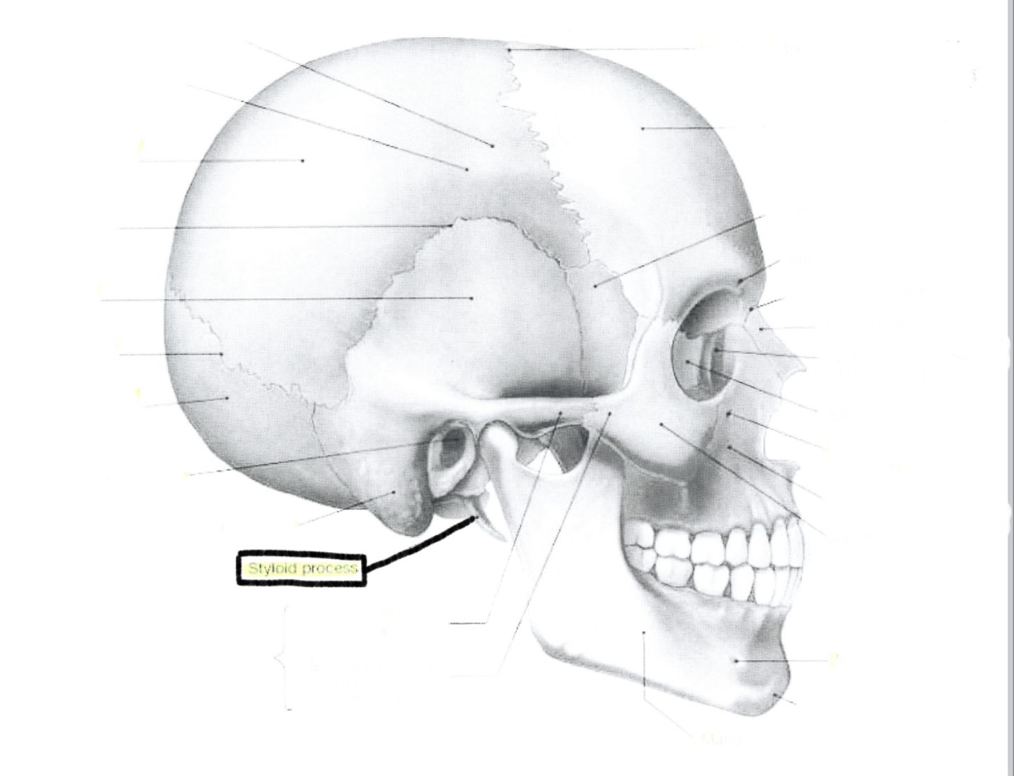 <p>Styloid process</p>