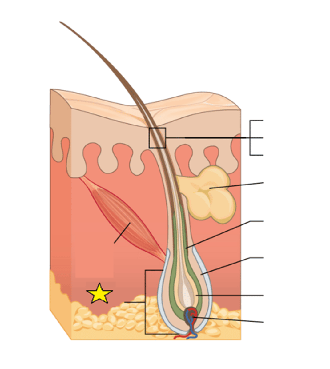 <p>Forms the base of the hair follicle; In this structure, living cells divide and grow to build the hair shaft. Blood vessels nourish the cells in this region, and deliver hormones that modify hair growth and structure at different times of life.</p>