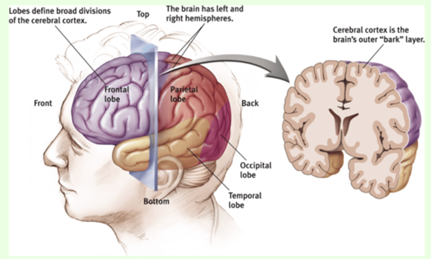 <p>- part of brain that best distinguishes us from other beasts</p><p>- outmost layer of gray matter of the cerebral hemispheres (3mm thick)</p><p>- contains 26 billion neurons</p><p>- convolutions of the cerebral cortex greatly increase surface area of brain, increasing the amount of info that can be stored</p><p>- consists of mainly glia and cell bodies, gives it grayish brown appearance</p><p>- contains the four lobes (neocortex) and limbic cortex</p>