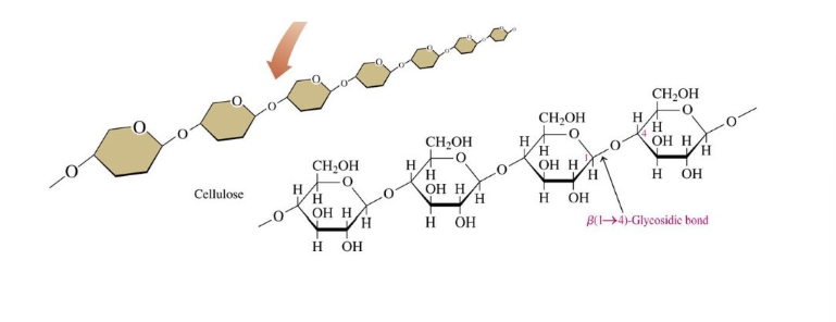 <ul><li><p>b (1→ 4) glycosidic bonds</p></li><li><p>main component in wood, paper, and cotton</p></li><li><p>unbranched D-glucose with a strong layered shape</p></li><li><p>gives strength to plants due to hydrogen bonding</p></li><li><p>humans cannot digest</p></li></ul>