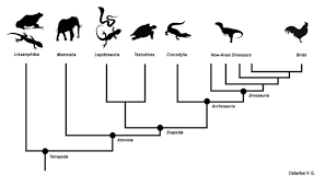 <p><span>Trace patterns of shared ancestry between lineages. Each lineage has a part of its history that is unique to it alone and has parts that are shared with other lineages.</span></p>