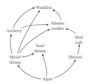 How many organisms are primary consumers in the food web?