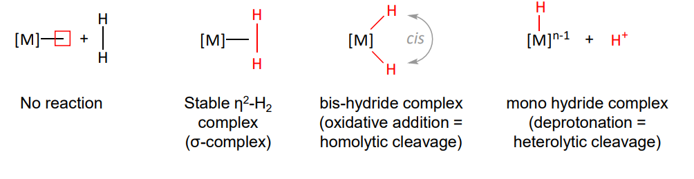 <ul><li><p>very stable molecule </p></li><li><p>strong and completely non polar H-H bonds</p></li><li><p>typically require activation with a (reactive) TM</p><ul><li><p>no reaction </p></li><li><p>stable n2-H2 complex (L)</p></li><li><p>dihydride complex (X2) - most common</p></li><li><p>mono hydride complex </p></li></ul></li></ul><p></p>