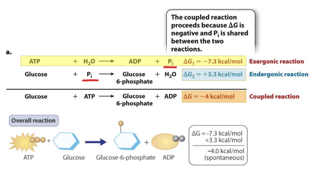 <ul><li><p><span style="background-color: inherit; line-height: 19.55px; color: windowtext;"><span>ATP hydrolysis and formation of glucose 6 phosphate in cellular respiration</span></span><span style="line-height: 19.55px; color: windowtext;"><span> </span></span></p></li><li><p class="Paragraph SCXO42345758 BCX0" style="text-align: left;"><span style="background-color: inherit; line-height: 19.55px; color: windowtext;"><span>Inorganic phosphate shared between the reactions </span></span><span style="line-height: 19.55px; color: windowtext;"><span> </span></span></p><ul><li><p class="Paragraph SCXO42345758 BCX0" style="text-align: left;"><span style="background-color: inherit; line-height: 19.55px; color: windowtext;"><span>Product of one has to be used as input to the next reaction for this to occur</span></span><span style="line-height: 19.55px; color: windowtext;"><span> </span></span></p></li></ul></li><li><p class="Paragraph SCXO42345758 BCX0" style="text-align: left;"><span style="background-color: inherit; line-height: 19.55px; color: windowtext;"><span>Reaction formed by the coupling will still occur and be spontaneous</span></span><span style="line-height: 19.55px; color: windowtext;"><span> </span></span></p></li></ul><p></p>