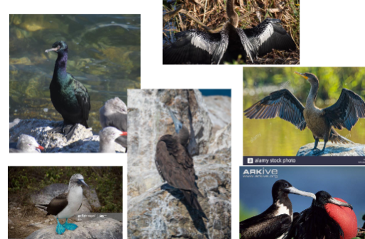 <p>frigatebirds, gannets, boobies, cormorants</p>