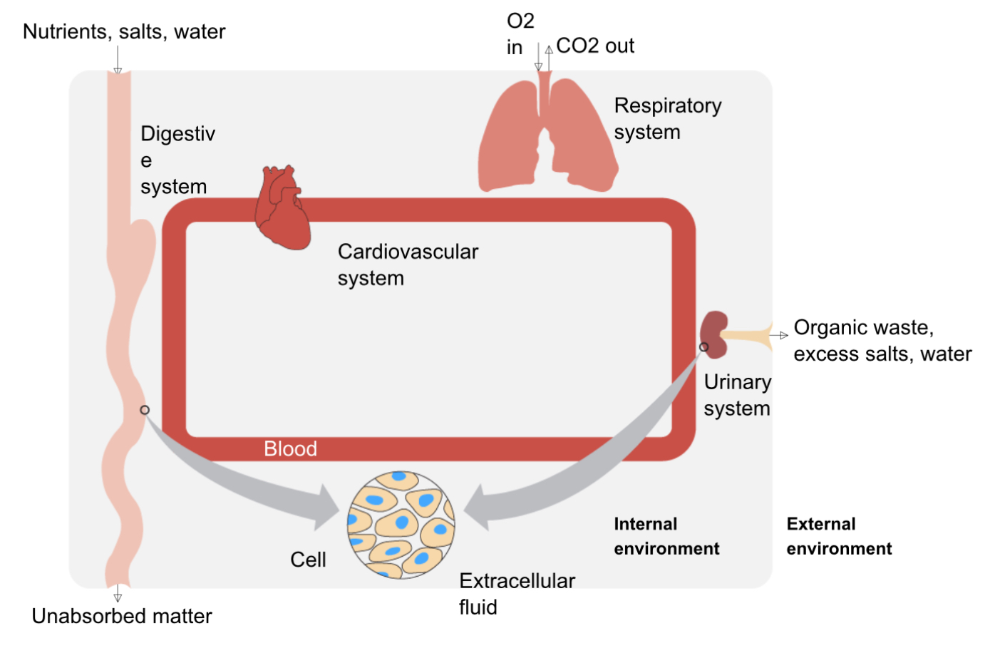 <p>Maintenance of constant internal environment</p><ul><li><p>blood delivers nutrients to cells and removes waste</p></li><li><p>main sources of intake: respiratory system (take in O2) and digestive system (absorb nutrients)</p></li><li><p>main systems of waste removal: respiratory system (remove CO2) and urinary system (removes excess water, salts, and organic waste</p></li></ul><p></p>
