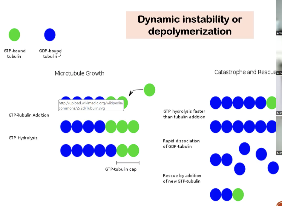 <p>promote <strong>depolymerization (disassembly)</strong> and <strong>prevent the rescue</strong> of microtubules</p><p>*detailed explanation:</p><ul><li><p>blue tubulin (GDP-bound tubulin) is more unstable than green tubulin (GTP-bound tubulin)</p></li><li><p>prevent the rescue of destroyed microtubules → inhibiting mitotic spindle formation, chromosomal migration, and cell division</p></li></ul>