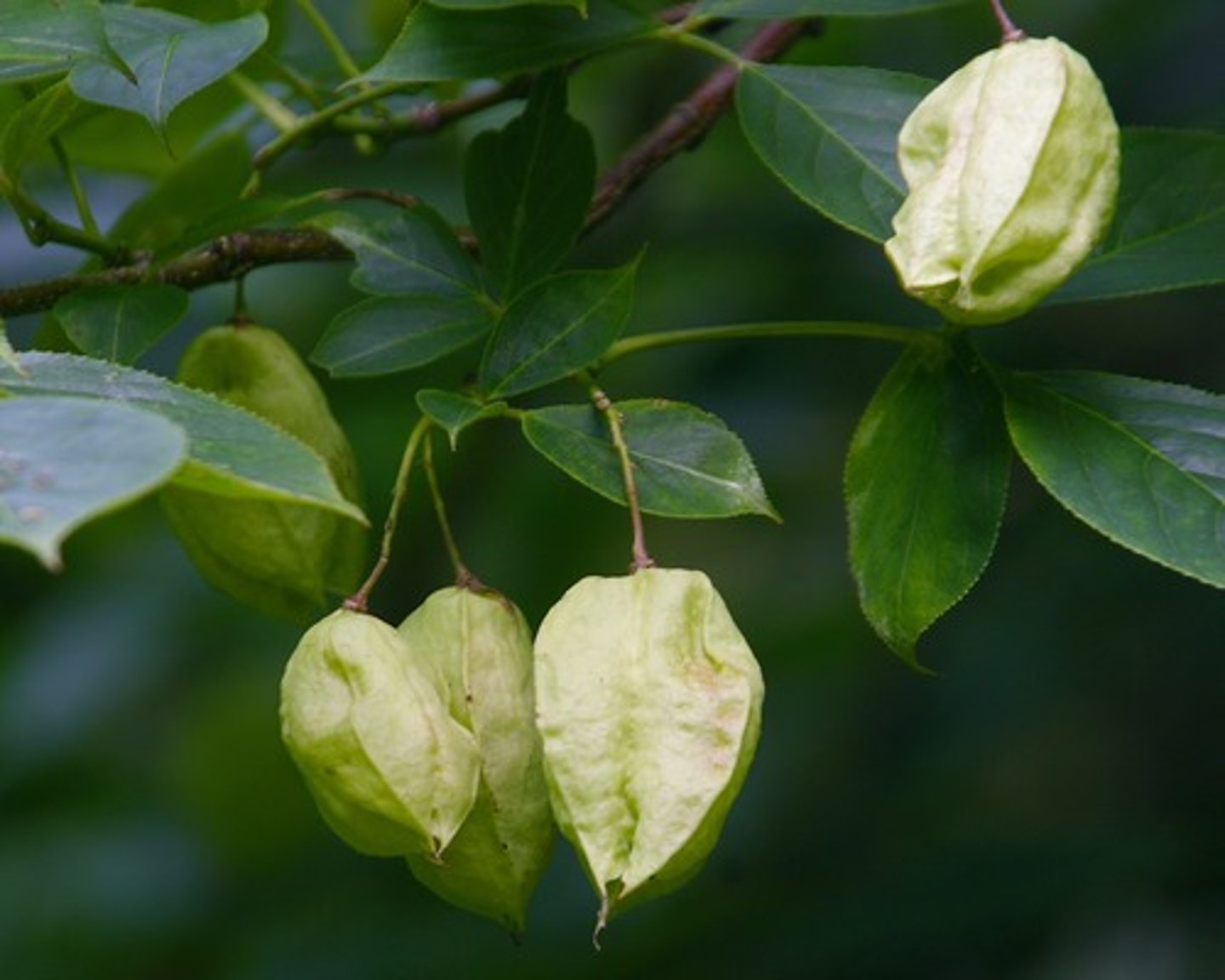 <ul><li><p>trifoliate leaves</p></li><li><p>seeds papery</p></li><li><p>clustered bell-shaped flowers</p></li><li><p>small tree with striped bark</p></li></ul><p>Genus</p>
