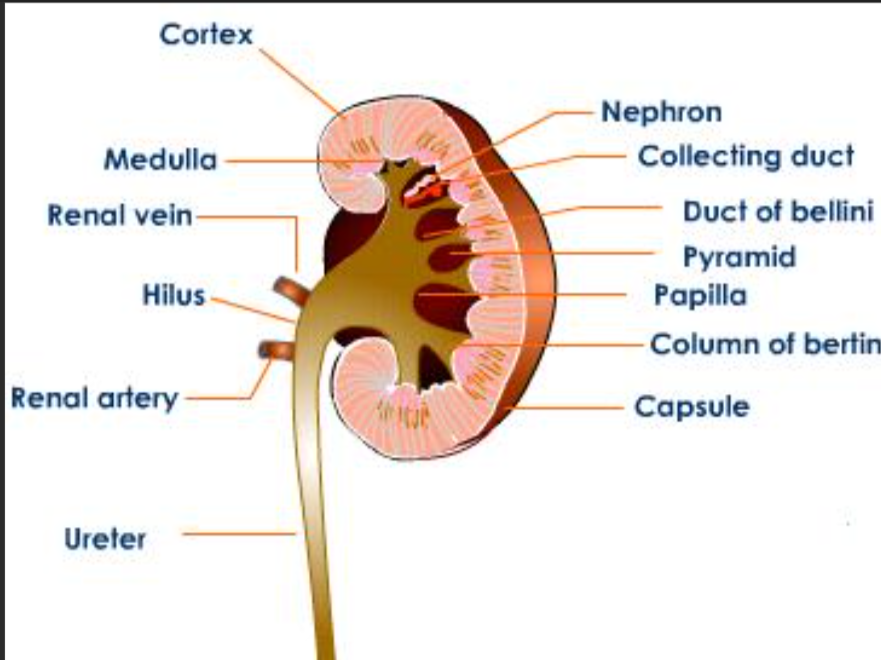 <p>The blood vessel that brings dirty blood to the kidney to be cleaned.</p>