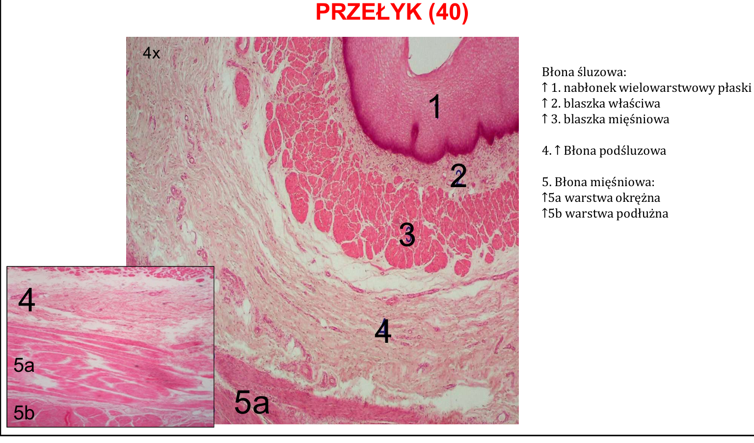 <p> Zawiera <strong>dwie warstwy mięśn</strong>i: wewnętrzną okrężną i zewnętrzną podłużną <br> Różni się od błony mięśniowej innym odcinków przewodu pokarmowego, ponieważ j<strong>edna trzecia górnej części przełyku zawiera mięśnie szkieletowe</strong> ciągłe z mięśniami gardła. W kolejnej części<strong> mięśnie szkieletowe i gładkie się przeplatają w obrębie błony mięśniowe</strong>j. Część dystalna przełyku zawiera <strong>tylko mięśnie gładkie.</strong> <br> <strong>Splot mięśniowy błony mięśniowe</strong>j (splot Auerbacha)–pomiędzy dwiema warstwami mięśni (neurony i włókna nerwowe); unerwia błonę mięśniową i odpowiada za perystaltykę.</p>