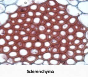* have lignin-rich, **thick cell walls**
* Grow and then die in a mature plant part 
* Cell walls left behind form a skeleton to **provide support** 
* Have no cytoplasm when mature 
* Ex: xylem cells 