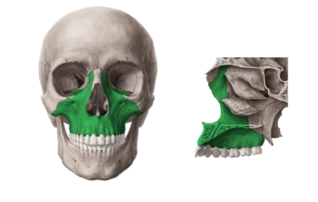 <p>Front of skull, connects to Mandible (Think of madmax, or mask)</p>