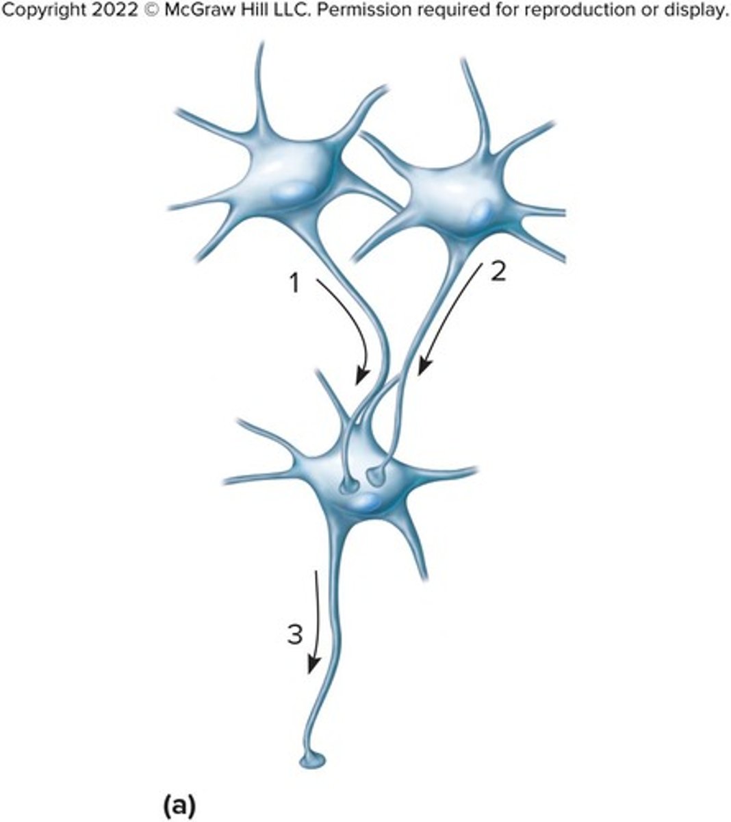 <p>Several preganglionic neurons at different levels synapse on one postganglionic neuron.</p>