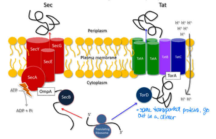 <p>transports unfolded peptides across the membrane that can then be folded</p>