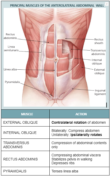 Left internal oblique and right external oblique abdominals
