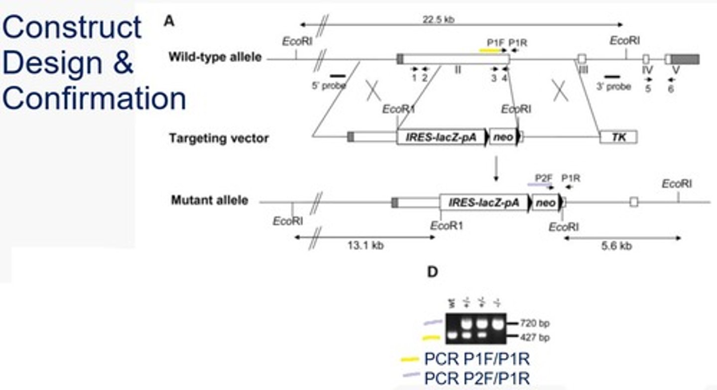 <p>PCR using two sets of primers. Each set used the same reverse primer while two different forward primers were used based on the wildtype vs knockout. The wildtype forward produced a small band while the mutant produced a larger band. In a heterozygote, two bands would be produced. In a homozygote (wildtype or mutant), a single band would be produced.</p><p>*The wildtype F primer was within the region the knockout occurred and the mutant F primer was within the NeoR gene.</p>
