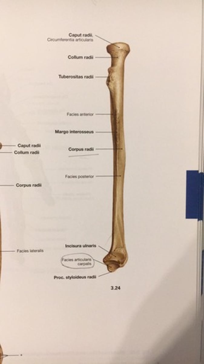 <p>facies articularis carpalis</p>