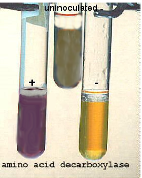 <ul><li><p>Tests for the ability to <strong>decarboxylate</strong> amino acids, <u>lysine, or ornithine</u></p></li><li><p>Differentiates members of Enterobacteriaceae</p></li><li><p><strong>Bromocresol purple →</strong> purple in alkaline conditions, becomes yellow/clear due to acid production = negative decarboxylation test</p><ul><li><p>Mineral oil</p></li></ul><ul><li><p>Decarboxylated media becomes more alkaline = stays purple/darker purple</p></li></ul></li><li><p>Lysine decarboxylase that reduces/removes a carboxyl group from lysine</p></li><li><p>Ornithine decarboxylase converts ornithine to putrescine</p></li></ul><p></p>