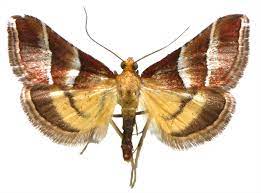 <p>Family: Pyralidae</p><p></p><p>Mouthparts are snouty</p><p>Scaled proboscis</p><p>Forewing elongate and triangular</p><p>Hindwing broad and roaded</p>