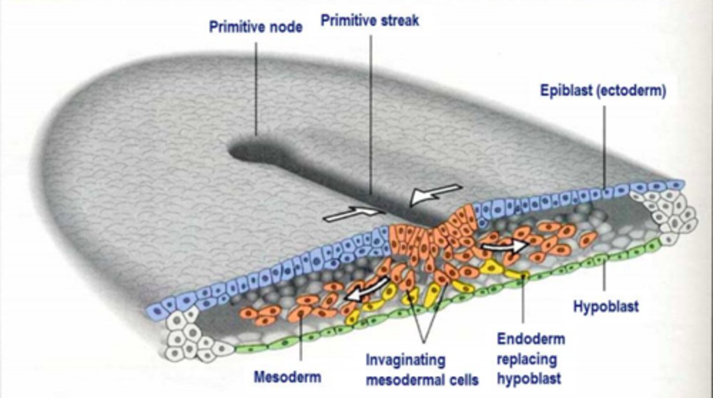 <p>Epithelial cells at the lateral edge of epiblasts undergo 'epithelial-to-mesenchymal' (EMT) transition </p><p>- Invagination or ingression = cells become flask-shaped and move down into the primitive streak </p><p>- First set to move down = endoderm (innermost)</p><p>- Second set = mesoderm </p><p>- Third set = ectoderm (outermost) </p>