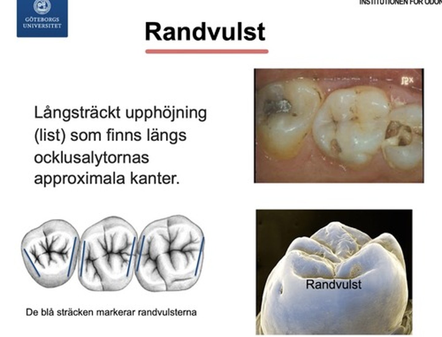 <p>Randvulst finns på den ocklusala ytan och är en<mark data-color="yellow" style="background-color: yellow; color: inherit"> </mark><span><mark data-color="yellow" style="background-color: yellow; color: inherit"><u>långdragen upphöjning längs den approximala kanten</u></mark></span><mark data-color="yellow" style="background-color: yellow; color: inherit">.</mark> Det är alltså en slags list som förbinder kusparna med varandra.</p>