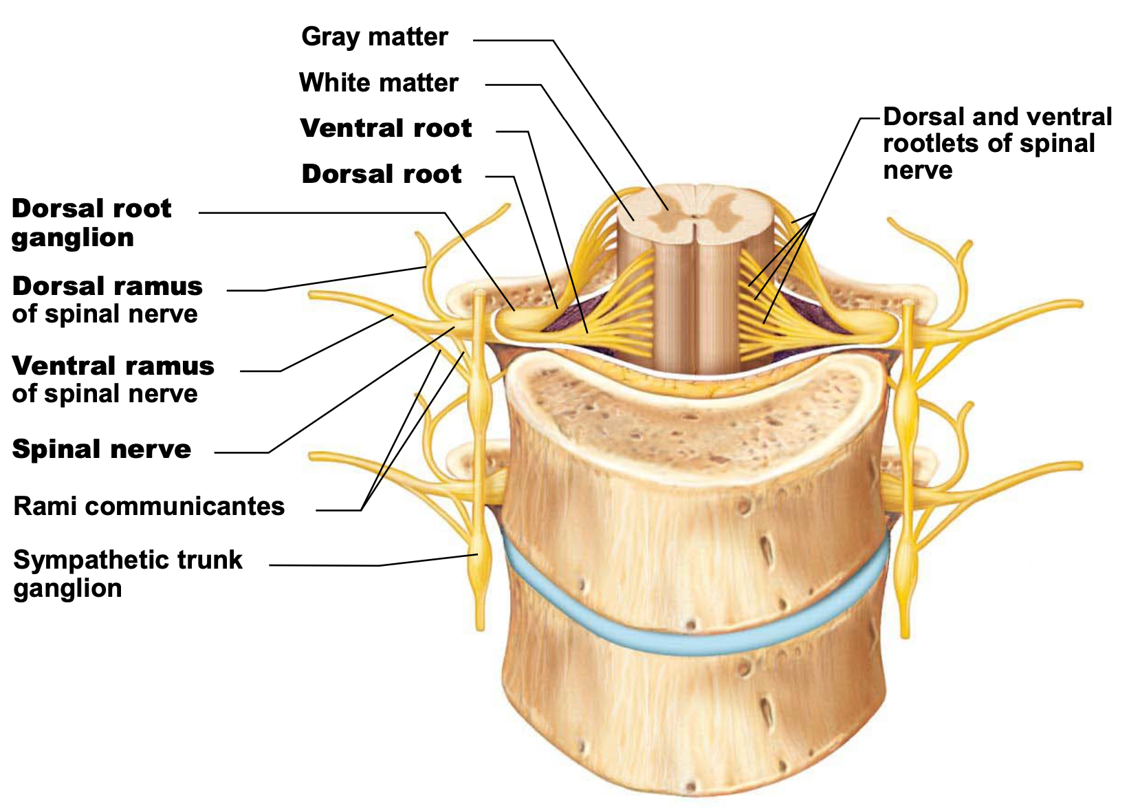 can see the roots branching out of spinal cord, and then connecting to one another when they leave