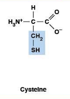 <ul><li><p><strong>Polar, uncharged </strong>HYDROPHILIC</p></li><li><p><strong>R-group:</strong> –SH (thiol)</p></li><li><p>Forms <strong>disulfide bonds</strong></p></li></ul><p></p>
