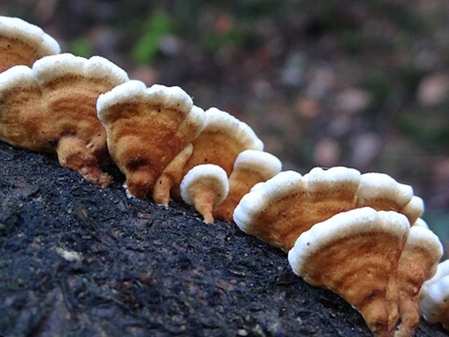 <p>fałdówka kędzierzawa</p>