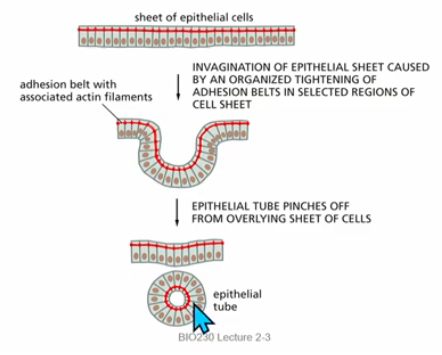 <ul><li><p>formed by adherens junctions (which anchor actin bundles of 2 cells)</p></li><li><p>can mediate morphogenesis, embryogenesis</p></li><li><p>contraction can form tube structures (eg formation of spinal chord)</p></li></ul><p></p>