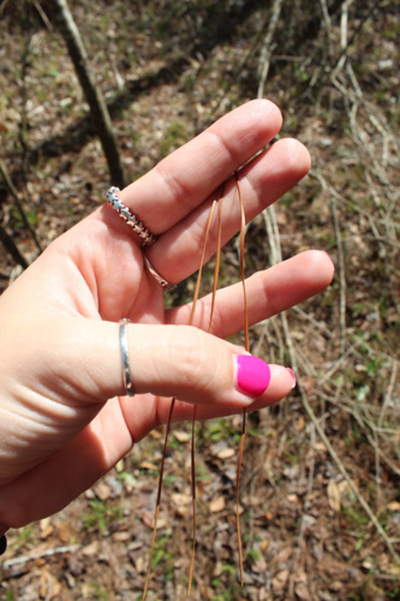 <p>what is the name of the tree whose needles are pictured here (assuming all needles come in 3's)?</p>