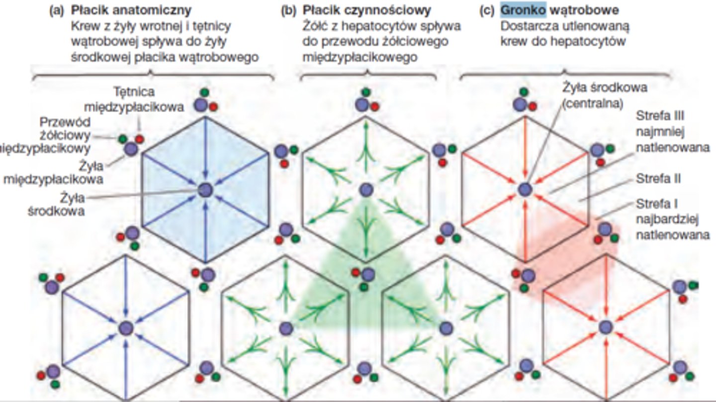 <p>płacik anatomiczny- przepływ krwi<br>płacik czynnościowy- przepływ żółci (trójkąt)<br>gronko wątrobowe- utlenienie/ unaczynienie</p>