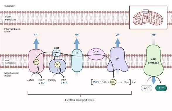 <ul><li><p>pumps H+ ions into intermembrane space against their concentration gradient</p></li><li><p>reduces 2 H+ and 1/2 O<sub>2</sub> into H<sub>2</sub>O using 2 electrons</p></li></ul><p></p>